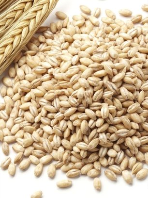 Barley