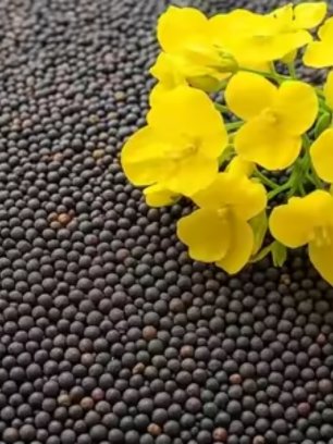 Canola Meal