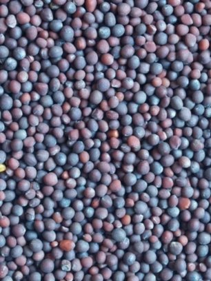 Rapeseed Meal