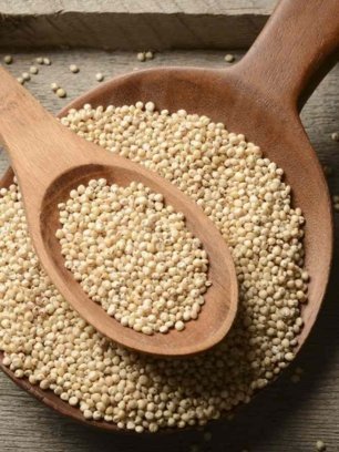 Sorghum