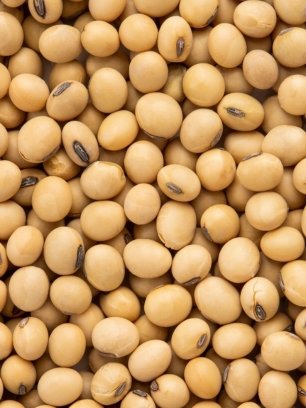 Soybean Meal