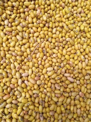 Yellow Beans